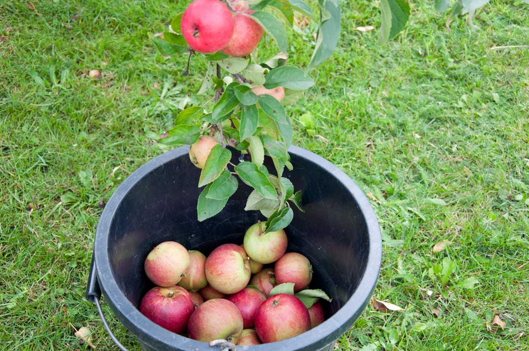 appletree_0024
